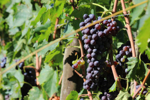Sangiovese grapes